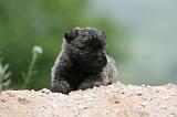 CAIRN TERRIER 605